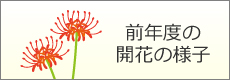 前年度の開花の様子