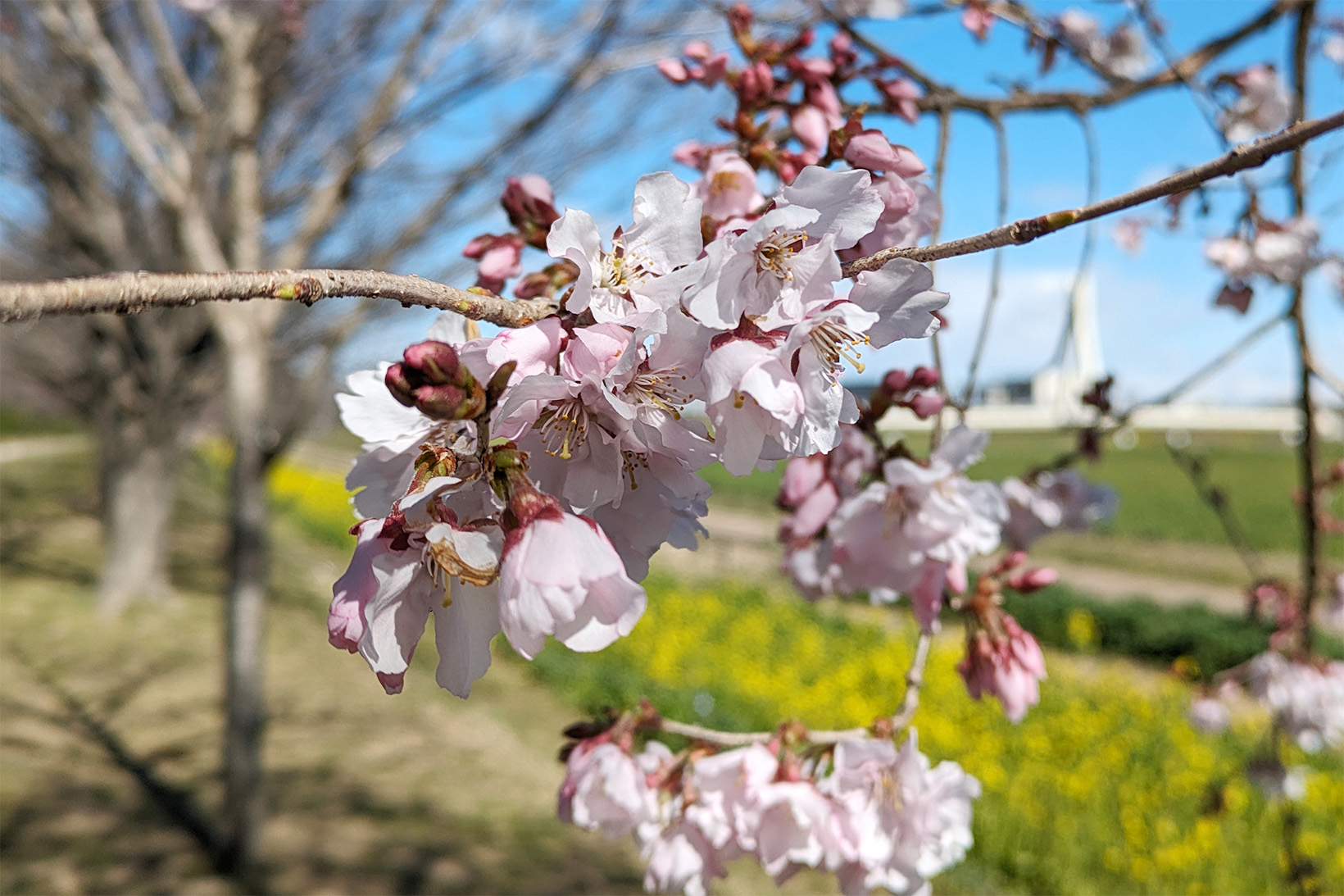 桜サミットの記念樹の桜