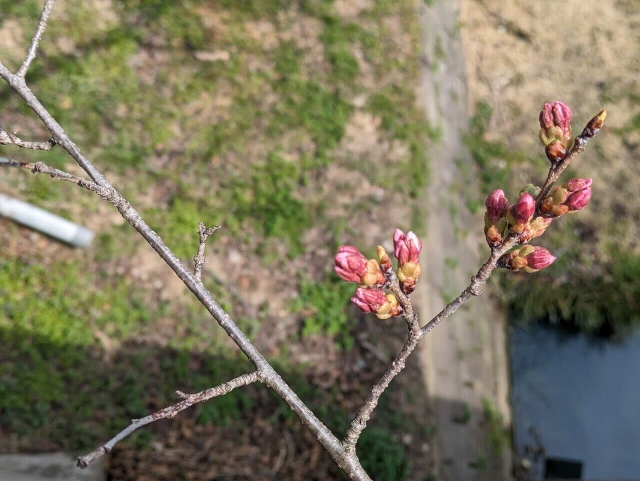桜のつぼみの様子