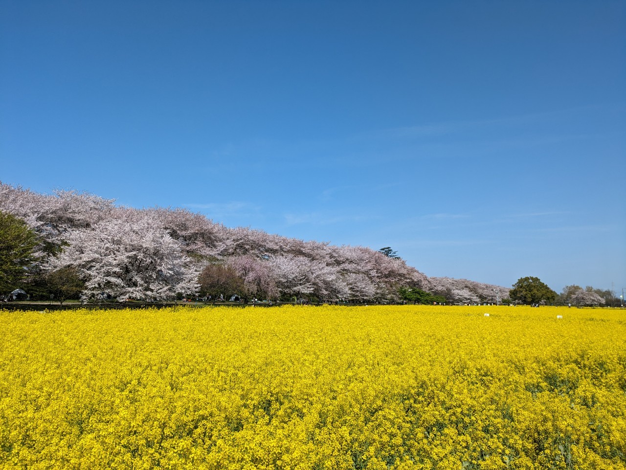 菜の花畑から